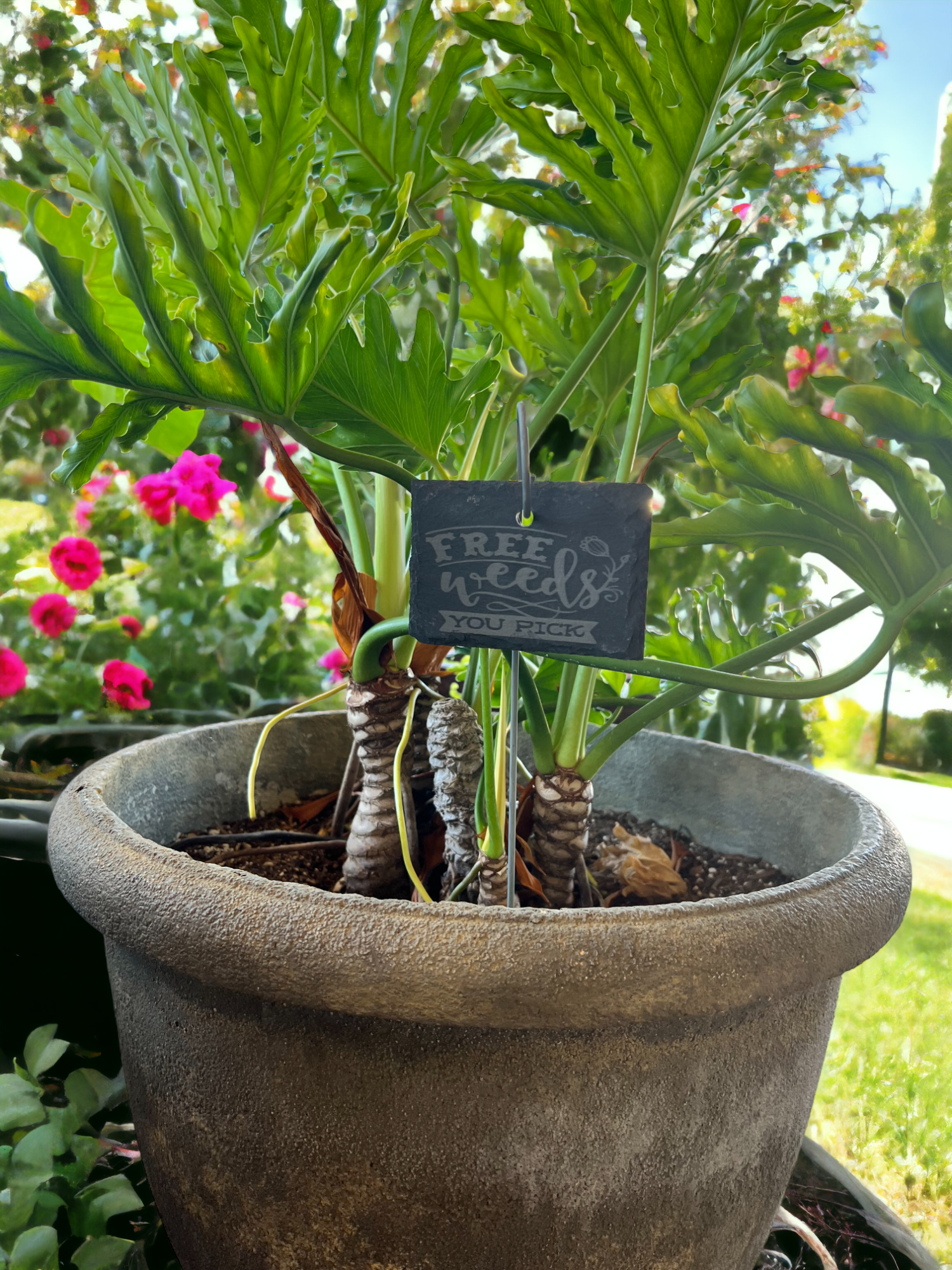 Free Weeds Funny Slate Plant Markers