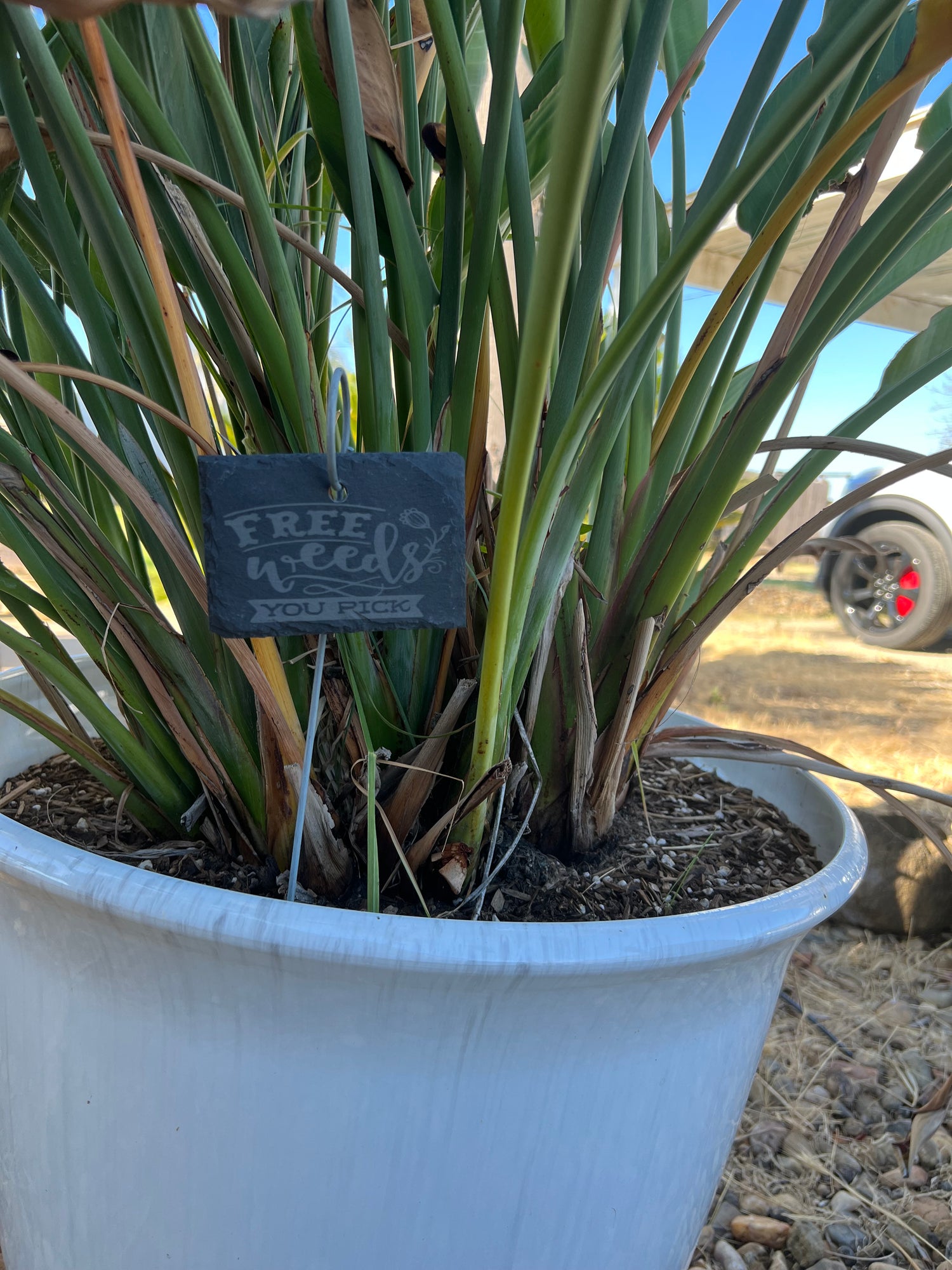 Free Weeds Funny Slate Plant Markers