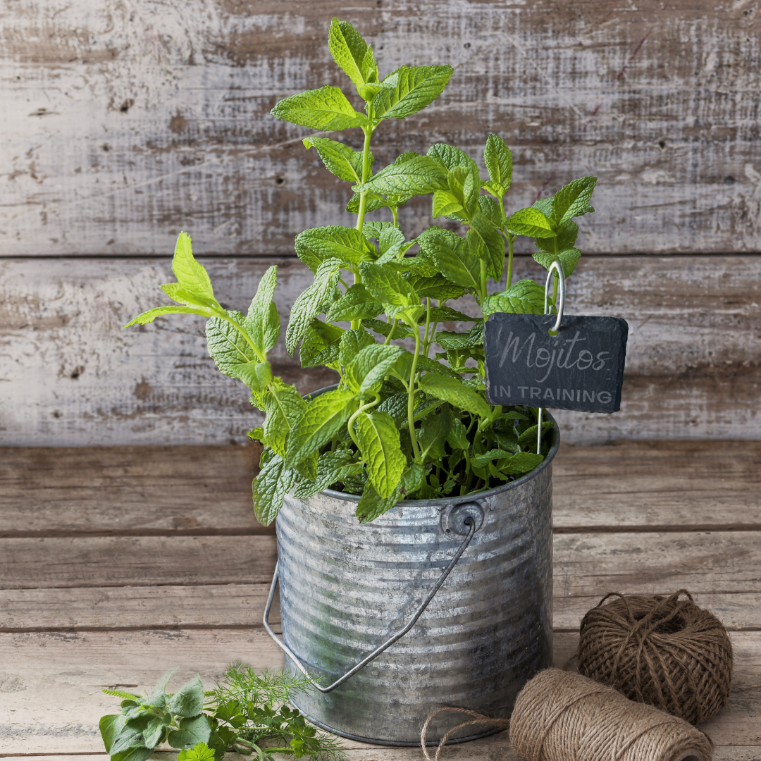 Slate Plant Marker - Mojitos in Training