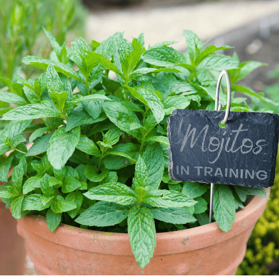 Slate Plant Marker - Mojitos in Training
